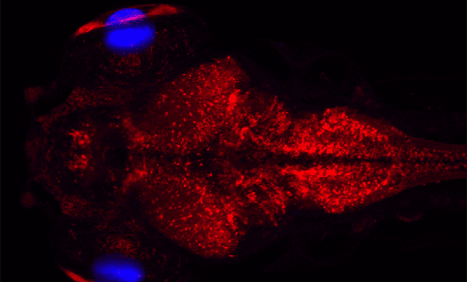 Using tropical fish to find treatments for brain disorders - Brain ...